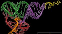 Структуры рнк кратко. РНК и ДНК. РНК - это что такое? РНК: строение, функции, виды. Что такое ДНК и РНК